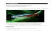 Neon Tetra (Paracheirodon innesi · 1 Neon Tetra (Paracheirodon innesi) Ecological Risk Screening Summary U.S. Fish and Wildlife Service, Web Version – 03/08/2018 Photo: H. Crisp.