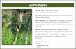 ASPARAGUSchidynamics-qigong.com/files/training_aids/herbal_plants.pdf · GOTU KOLA Scientific Name: Centella Asiatica Common Names: Gotu Kola, Pegaga, Indian Pennywort & Luei Gong
