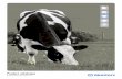 Product catalogue dairy en new products - Munters · Forced Ventilation Environmentally Controlled Barn Milking Room 4 5 DAIRY FARMS - YOU NEED IT WE HAVE IT COOLING CURTAINS AIR