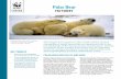 Global Arctic Programme Polar Bear · 21/12/2015  · survive. Sea ice acts as a hunting, breeding and movement platform for polar bears, and is central to the entire Arctic marine
