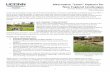 Alternative “Lawn” Options for New England …ipm.uconn.edu/documents/raw2/1326/Alternative Lawns Final...1 Alternative “Lawn” Options for New England Landscapes By Vickie