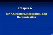 DNA Structure, Replication, and 2017-06-22¢  DNA Structure, Replication, and Recombination Chapter 6