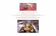 Venerable Chöje Lama Phuntsok Bodhisattva Manjushri · Venerable Chöje Lama Phuntsok Bodhisattva Manjushri Teachings presented during our Manjushri Retreat at Karma Chang Chub Choephel