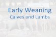 Early Weaning - northwest.lls.nsw.gov.au...wheat) offered wheat, barley, oats and corn vs ‘non-wheat’eaters • Wheat intake greater • Took 7-9 days for other cereals to be eaten