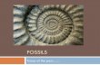 Fossils · 2018-02-21 · What happened before Fossils are traces of things that happened long ago Plants and animals can become fossils We have only discovered a small number of