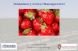Strawberry Insect Management - PDDC · Strawberry Insect Management Christelle Guédot ... harvest Post harvest Strawberry clipper Spider mites Cyclamen mites Aphids Spittle bug ...