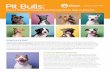 Pit Bulls - Animal Foundation · Pit bull terrier dogs are among the most popular and intelligent dogs in the nation, and yet they are also the most misunderstood and misidentified.
