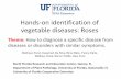 Hands-on identification of vegetable diseases: RosesHands-on identification of vegetable diseases: Roses Theme: How to diagnose a specific disease from diseases or disorders with similar