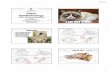 Feline Ophthalmology - APVCapvc.ca/notes/2019notes/Wilkie6-vet.pdf · 2/12/19 1 Feline Ophthalmology David A. Wilkie DVM, MS, Diplomate ACVO Professor Emeritus The Ohio State University