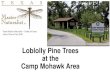 Loblolly Pine Trees at the Camp Mohawk Areatmn-cot.org/Presentations/Camp-Mohawk-Presentation-5-04-2016-Team.pdfHistory and Background of Camp Mohawk •Before 1800 - Land occupied