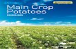 Main Crop Potatoes...rotation in longer periods. Growing these crops in rotation with potatoes can increase the severity of white mold in the potato crop. Verticillium wilt has many