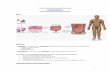 Overview of Anatomy and Physiology · Overview of Anatomy and Physiology Danil Hammoudi.MD ... ORGANIZATION OF THE HUMAN BODY 1. The human body is organized into cells, tissues, organs,