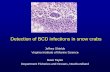 Detection of BCD infections in snow crabsweb.vims.edu/~jeff/biology/hematodinium_in_snow_crab.pdf · 2015-03-23 · • Bitter crab disease is caused by a parasitic dinoflagellate,