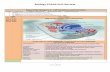 Alief ISD Biology STAAR EOC Review · 2014-03-26 · Genetic Code DNA or RNA DNA Growth and Development No Yes; in multicellular organisms, cells increase in number and differentiate