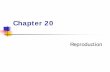 Chapter 20contents.kocw.net/KOCW/document/2015/gachon/nammyeongjin/... · 2016-09-09 · Formation of Testes First 40 days after conception: the gonads of males and females are similar