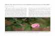 What the Rose Knows: Navigating Rosaceae at the …arnoldia.arboretum.harvard.edu/pdf/articles/2018-75-4...What the Rose Knows: Navigating Rosaceae at the BRC Erica Bowman Gertrude