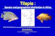 Tilapia Species and geographical distribution in Africa · 2019-01-21 · Facts and figures –Tilapia in Africa Tilapia-originated exclusively from Africa and Middle East Widely