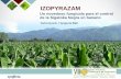 Presentación de PowerPoint - Augura...•Optimiza el control de Sigatoka Negra /Plantación más verde y saludable para un máximo potencial de rendimiento. •Reducción de inóculo