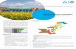 RENEWABLE ENERGY PROGRAMME · micro hydropower projects, solar lighting and water pumping systems, wind energy projects, solar-wind hybrid and biogas plants. INTRODUCTION OBJECTIVES