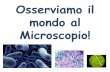 Osserviamo il mondo al Microscopio! - Fata Morgana WEBsfp.unical.it/modulistica/Osserviamo il mondo al... · 2019-03-28 · filamento. Il nome deriva dalla disposizione dei cloroplasti