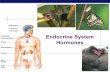 Endocrine System Hormones - bcsoh.org..." endocrine system ! system of ductless glands # secrete chemical signals directly into blood # chemical travels to target tissue # target cells