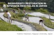 BIODIVERSITY RESTORATION IN INTENSIVE RICE …...Rice farming ecosystem Almost 100% rice are produced in irrigated rice field in Japan Irrigation pond, canal, woodland, and grassland