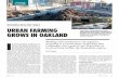 BUILDING HEALTHY SOILS URBAN FARMING GROWS IN OAKLANDpaulhagey.com/Documents/Oakland_Urban_Farming.pdf · away, shredded tax returns, rice hulls and worm castings, slowly built a