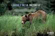 GRIZZLY BEAR RETREAT - Entree Destinations · GRIZZLY BEAR RETREAT Enjoy three days of grizzly bear viewing in the majestic Great Bear Rainforest, where bear sightings are all but