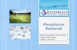 Phosphorus Removal - NESOWEAnesowea.org/wp-content/uploads/2015/08/02-Innerebner-P... · 2017-02-03 · Phosphorus Removal (EBPR) A two-step process of phosphorus release and uptake