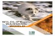 Wildlife in a Warming World - National Wildlife Federation/media/PDFs/Global-Warming/Reports/... · 2018-01-18 · Wildlife iN a WarMiNG World 3 exeCutive suMMary our nation’s plants,