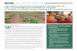 ORGANIC WINTER SQUASH PRODUCTION ON CALIFORNIA’S … · 2020-03-26 · ORGANIC WINTER SQUASH PRODUCTION ON CALIFORNIA’S CENTRAL COAST: A Guide for Beginning Specialty Crop Growers