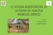 EL SISTEMA AGROFORESTAL DE LA SIERRA DE HUAUTLA …red-sam.org/wp-content/uploads/4_Dr_Artemio_Cruz.pdf · 2017-11-25 · de tractores, bovinos para carne y variedades mejoradas Disminución