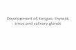 Development of, tongue, thyroid, sinus and salivary …...Developmental anomalies •Macroglossia • microglossia •Median rhomboid glossitis: smooth red rhomboidal zone of the tongue