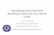 Identifying Some Pest and Beneficial Insects on Your ... · Identifying Some Pest and Beneficial Insects on Your Sticky Cards Leanne Pundt University of Connecticut ... • Small,