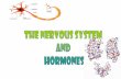 The Nervous System and Hormones - Weeblygcsbio.weebly.com/uploads/5/3/2/5/5325438/1.6_the... · a successful poster •To review our notes on the Nervous System and the Reflex Arc