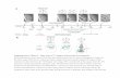 C. elegans Embryonic Development. (a)shahamlab.rockefeller.edu/supp/Anu/NatComm_SI2.pdfSupplementary Figure 1. Time Line of C. elegans Embryonic Development. (a) Proliferation occurs