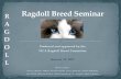 R Ragdoll Breed Seminar A G D O...Jan 23, 2017  · The Ragdoll is a semi-long haired, blue-eyed pointed cat with a sweet personality. The Ragdoll grows large and heavy, but is slow