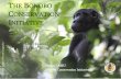 HE BONOBO CONSERVATION INITIATIVE · Bonobo Peace Forest . The Bonobo Peace Forest (BPF) is the guiding vision of BCI: a connected network of community-based reserves and conservation