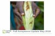 Fall Armyworm Update May 2018 - kaverikalamandram-kkm.orgkaverikalamandram-kkm.org/last/bundles/images/Fall... · If the soil is too hard then the caterpillar will cover itself in