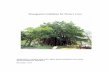 Management Guidelines for Mature Trees - Greening - Home · Greening, Landscape and Tree Management Section Management Guidelines for Mature Trees Development Bureau - 5 - information