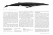 The Humpback WhaleThe Humpback Whale Introduction The humpback whale, Megaptera novaeangliae Borowski 1781, is a member of the Balaenopteridae family, a group of baleen whales commonly