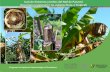 Guía de Síntomas y Daños del Mal de Panamá Fusarium … y... · 2017-03-17 · Guía de Síntomas y Daños del Mal de Panamá (Fusarium oxysporum f. sp. cubense Raza 4 Tropical)