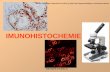 IMUNOHISTOCHEMIE · 2019-10-02 · avidinu z bakterie Streptomyces avidini, který dává lepší reakci se tento komplex K dispozici jsou citlivé detekční soupravy, poskytující
