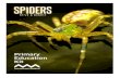 australianmuseum.net.au · 2019-03-02 · Table VR Spiders Live centipede/scorpion Sixteen Legs c c o Diet, & venom Live Redback and Funnelweb Australian diversity Hunter, weaver,