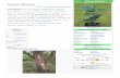  · Web viewAller à :Navigation,rechercher Prunus africana Prunus africana Classification classique Règne Plantae Sous-règne Tracheobionta Division Magnoliophyta Classe Magnoliopsida