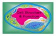 Cell structure function - Somerset Canyons...Cell Theory • All living things are made up of cells. • Cells are the smallest working units of all living things. • All cells come