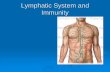 Lymphatic System and Immunity · Function of the Lymphatic System Lymph – fluid that goes between capillary blood and tissues - Carries digested food, oxygen and hormones to cells
