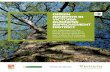 Green Benefits in Victoria Business improVement …...Green Benefits in Victoria Business improVement District An analysis of the benefits of trees and other green assets in the Victoria