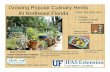Growing Popular Culinary Herbs IN Northeast Floridasfyl.ifas.ufl.edu/media/sfylifasufledu/duval/...“The Foundation of the Gator Nation” Mary Puckett Urban Gardening Program Duval