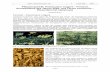 Foeniculum vulgare - Fenchel, Arzneipflanze des Jahres ...€¦ · Jahrb. Bochumer Bot. Ver. 1 223-226 2010 – 223 – Pflanzenporträt: Foeniculum vulgare – Fenchel, Arzneipflanze